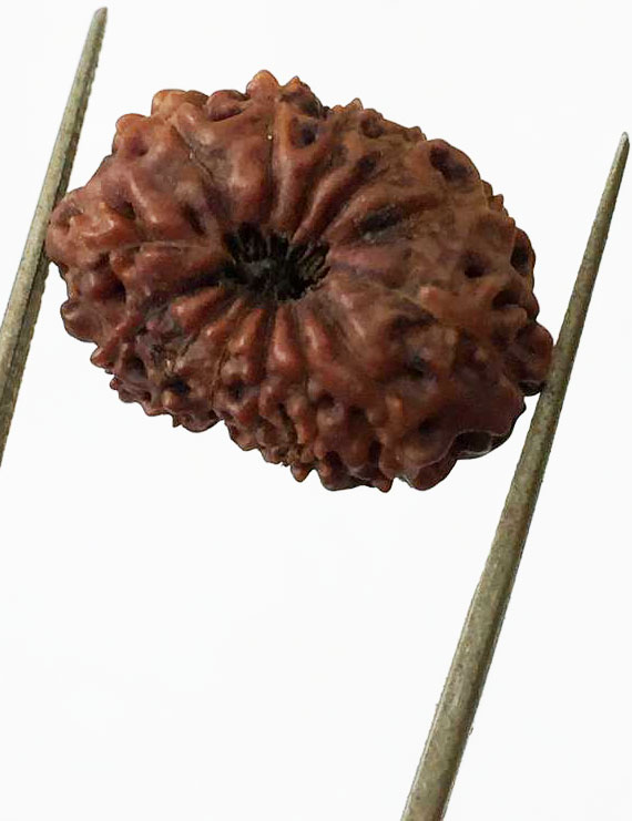 13 Mukhi Certified Indonesian Rudraksha Premium quality